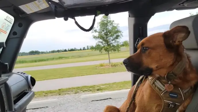 Drive Your Jeep With Dog
